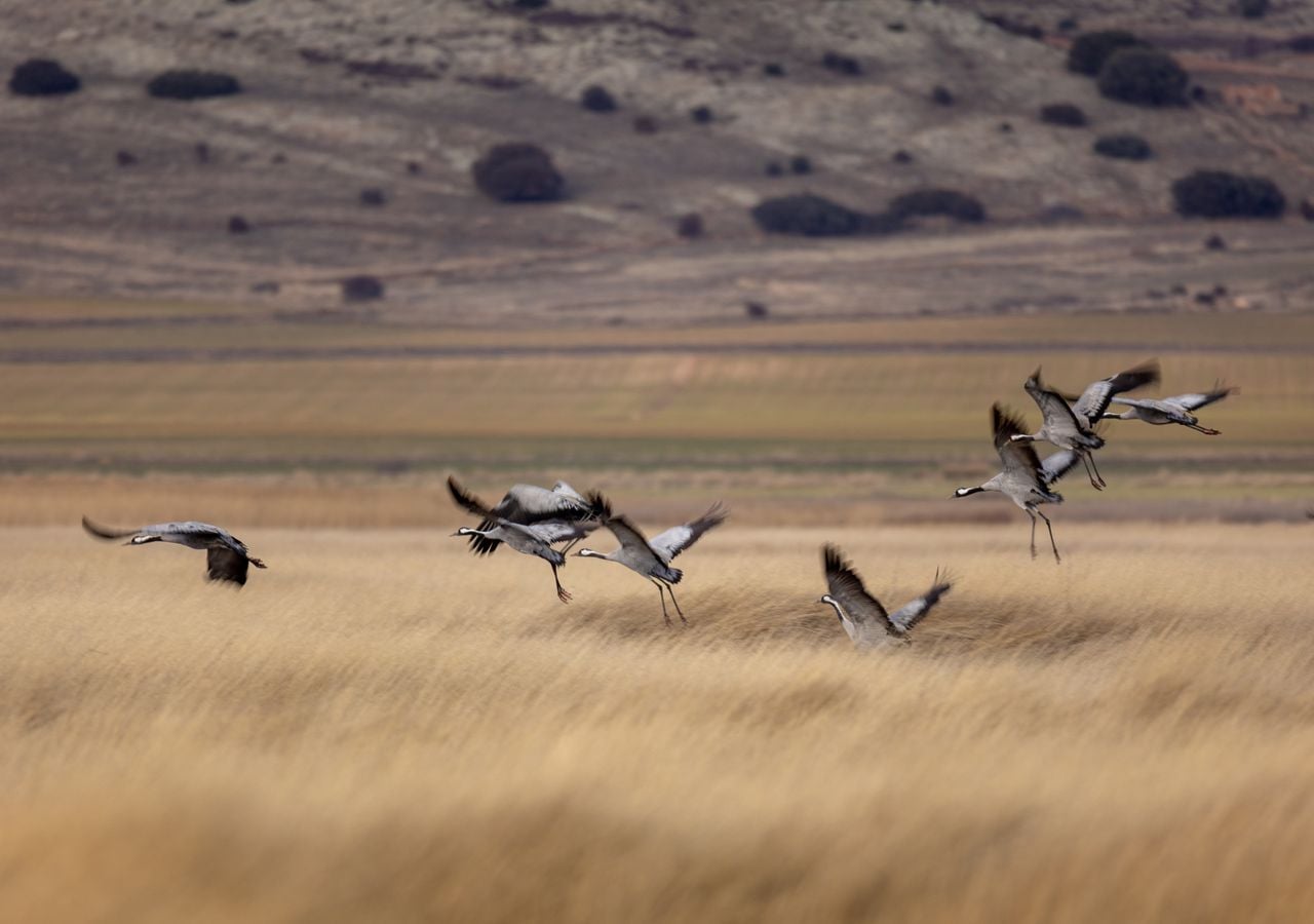 Un grupo de grullas comunes aterriza en las tierras de Gallocanta, en Zaragoza..