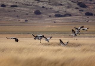 As&iacute; es la impresionante migraci&oacute;n invernal de grullas a 1 hora de Zaragoza: uno de los mayores espect&aacute;culos de Arag&oacute;n