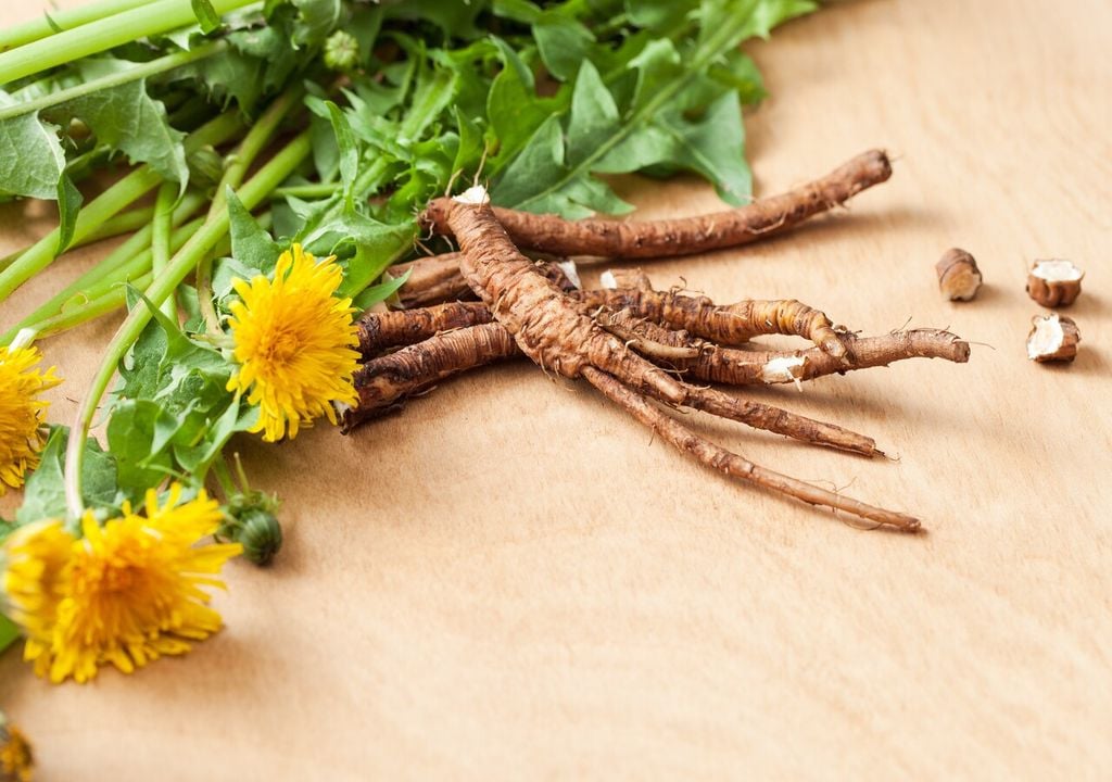 Desde la raíz hasta la flor, todo en el diente de león es aprovechable. Un recordatorio de que incluso las plantas más comunes pueden ser extraordinarias.