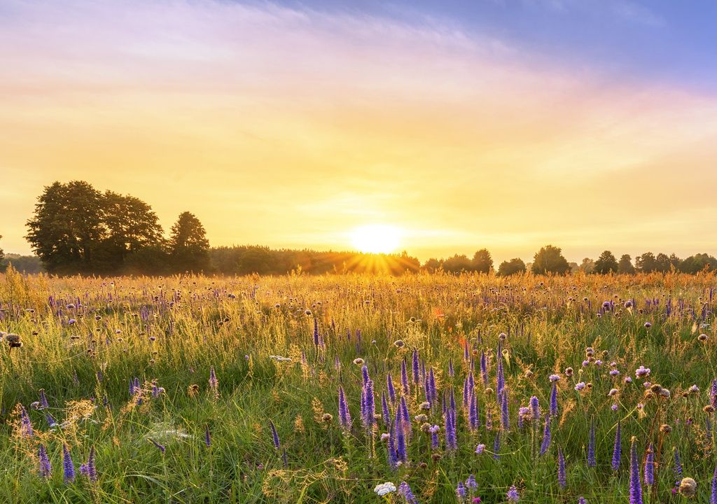 Sol en el horizonte; campo de flores; nubes