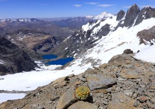 Así es la Viola imbricata o viola catita, una joya botánica descubierta en las regiones de Ñuble y del Maule
