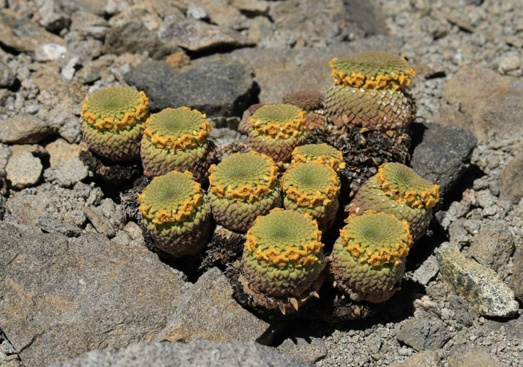 Grupo de viola "catita"