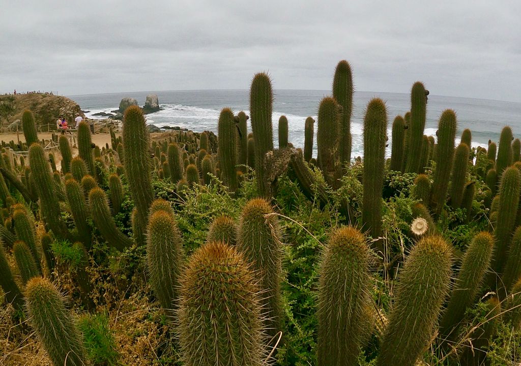 Punta de Lobos, Región de O'Higgins, Chile.