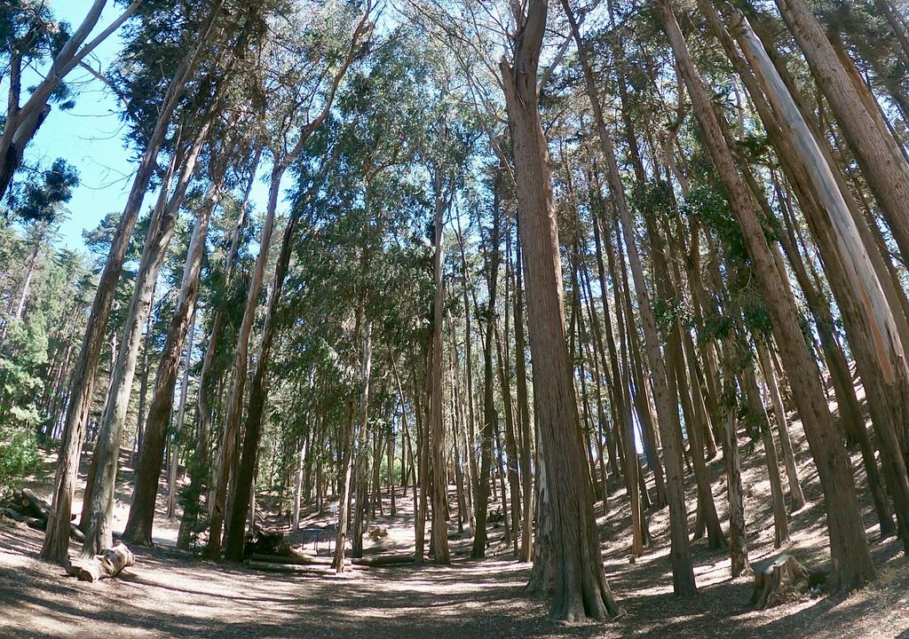 Bosque Municipal de Pichilemu.