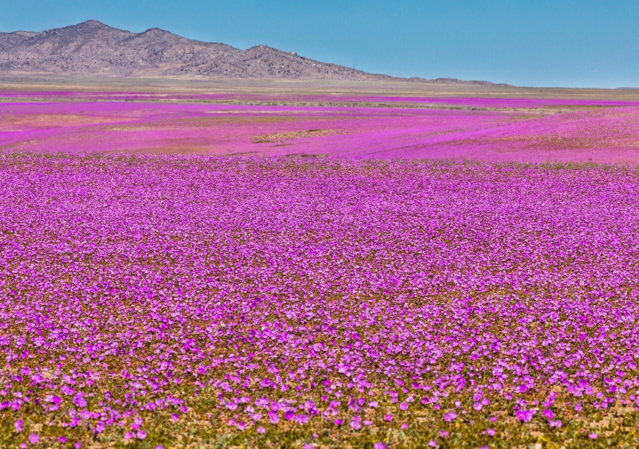 Flor pata de guanaco: La especie más emblemática del desierto florido cubre grandes extensiones de terreno.