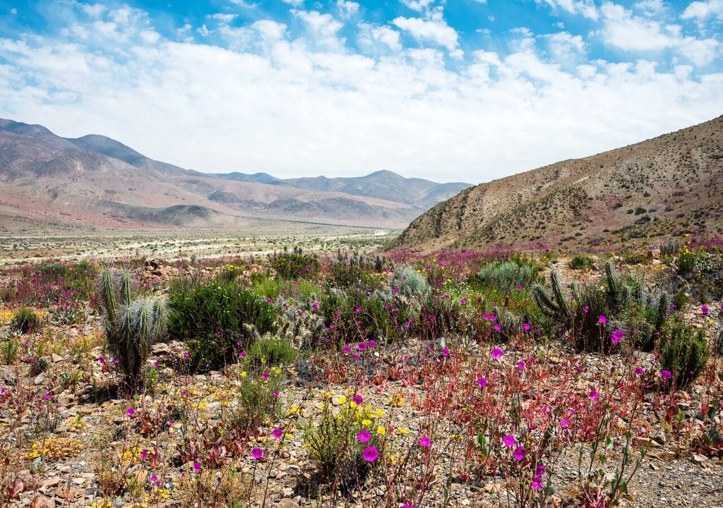 turismo desierto atacama