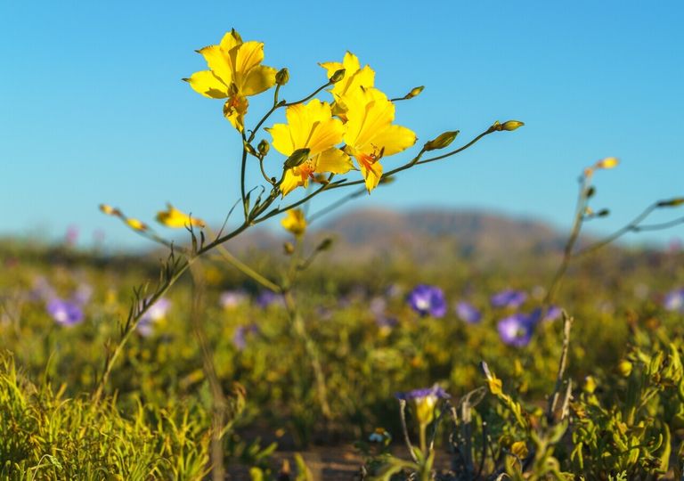 Así florece el desierto de Atacama: cuándo y dónde verlo en 2025