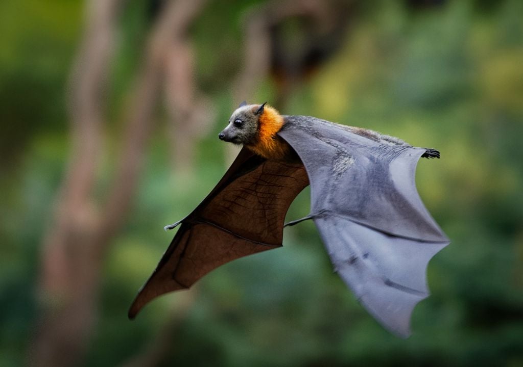 Murcielagos La investigación sugiere que los murciélagos no analizan cada eco de manera individual, sino que se apoyan en una estrategia más global y eficiente.