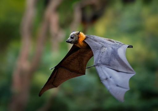 As&iacute; funciona el "GPS ac&uacute;stico" que permite a los murci&eacute;lagos volar en la oscuridad de la noche