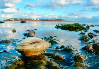 La ciudad europea que controla la calidad del agua potable con 8 almejas