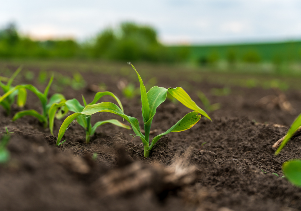 Los cambios en humedad y temperatura favorecen la aparición de plagas y enfermedades, sobre todo en cultivos más sensibles.