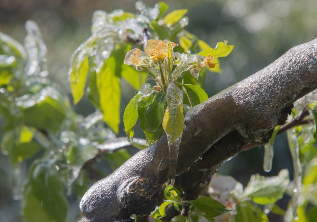 La formación de hielo sobre las hojas de los frutales pueden suponer la salvación frente al marchitamiento
