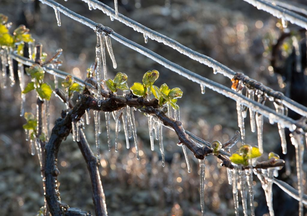 Cultivo de viñedo cubierto de hielo durante una noche de bajas temperaturas
