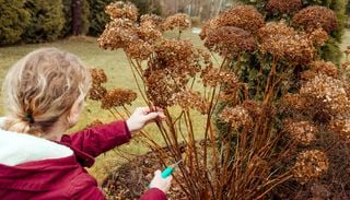 As&iacute; puedes podar tu hortensia a finales de invierno sin comprometer su floraci&oacute;n
