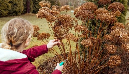 As&iacute; puedes podar tu hortensia a finales de invierno sin comprometer su floraci&oacute;n