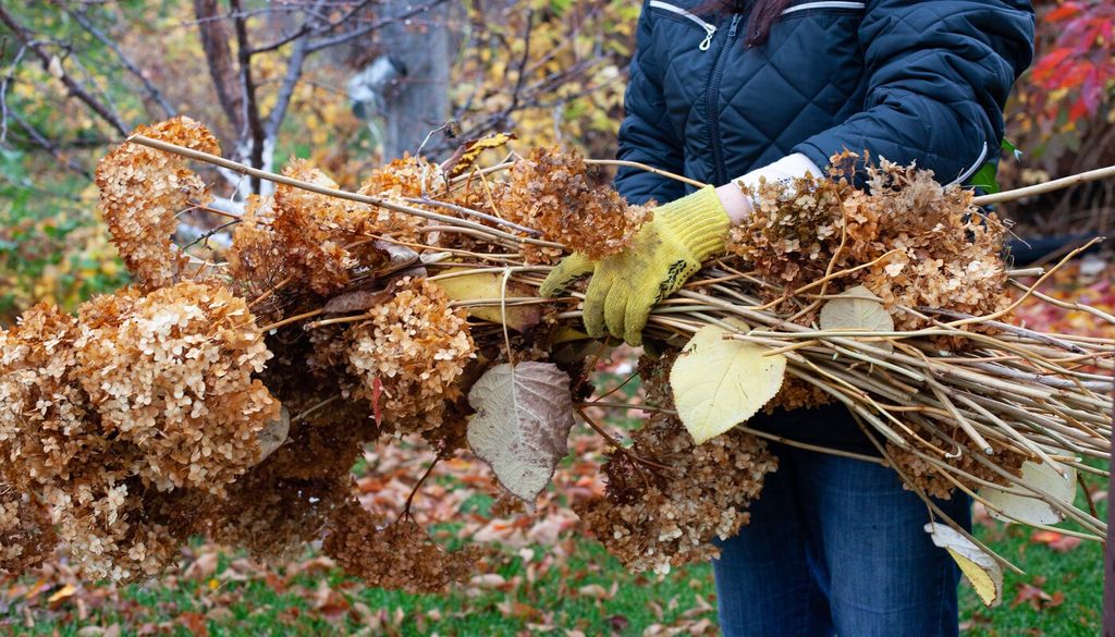 poda de invierno Un mantenimiento ligero cada temporada ayuda a conservar la forma de la hortensia y evita que los tallos viejos terminen dominando la estructura del arbusto.