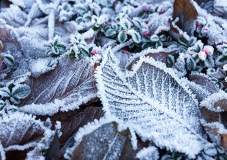 Así recorrerá el aire polar al Altiplano generando ambiente frío y heladas en México. Estos son los estados con efectos