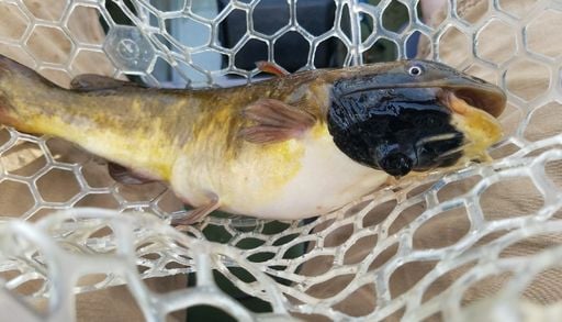 As&iacute; se propaga el c&aacute;ncer entre bagres en Norteam&eacute;rica: &iquest;podr&iacute;a afectar a la especie que vive en Chile?