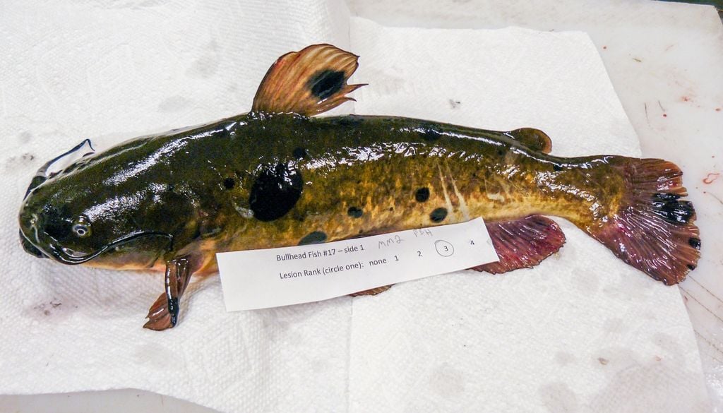 bagre El cáncer se muestra desde con manchas oscuras planas hasta cubrir toda la piel. Crédito: Vermont Fish & Wildlife.