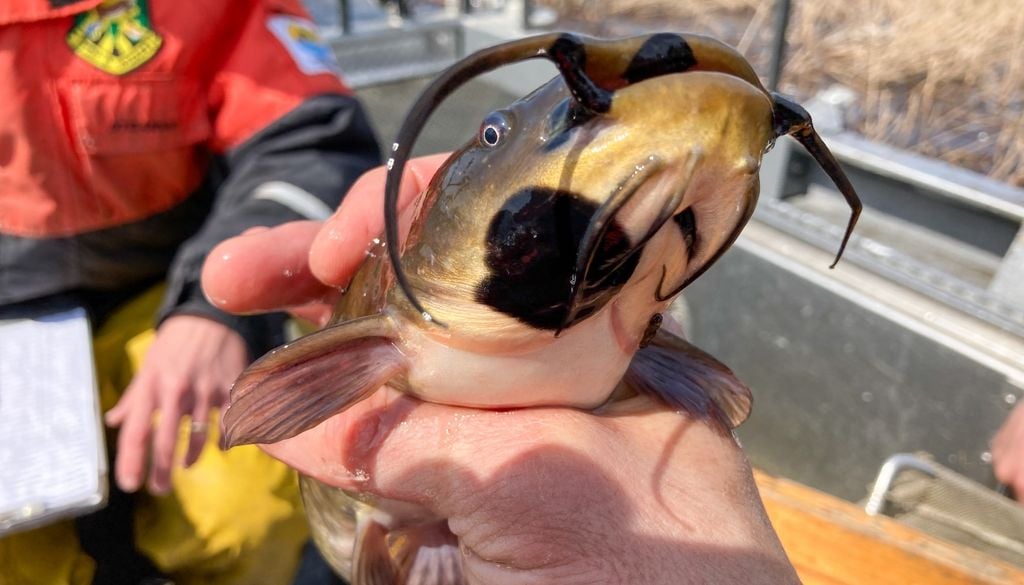 bagre La especie es originaria de Norteamérica, pero ha sido introducida en países de Europa, Nueva Zelanda y Chile. Crédito: Vermont Fish & Wildlife.
