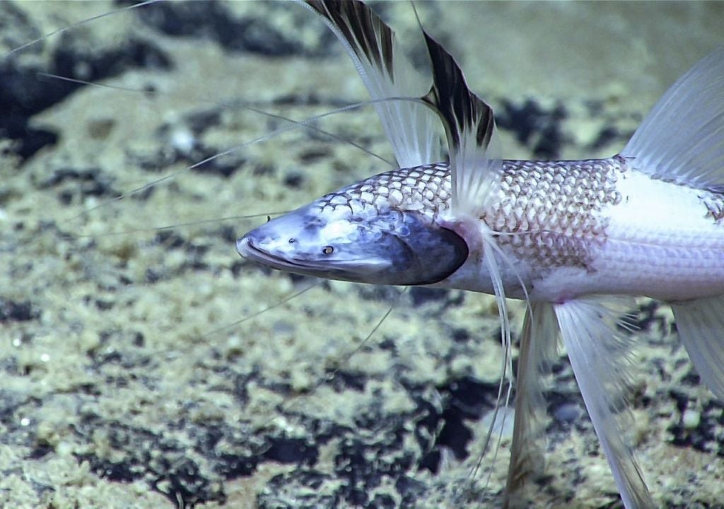 Un pez trípode ( Bathypterois grallator ) se apoya en el fondo marino. Este depredador ciego y emboscador descansa sobre un par de aletas modificadas, esperando que su presa pase lo suficientemente cerca como para atraparla. Sus aletas pectorales están rematadas con antenas sensibles que se extienden por delante del pez y le permiten detectar presas cercanas. Imagen cortesía de la Oficina de Exploración e Investigación Oceánica de la NOAA, Ventanas a las Profundidades 2019. Un pez trípode ( Bathypterois grallator ) se apoya en el fondo marino. Este depredador ciego y emboscador descansa sobre un par de aletas modificadas, esperando que su presa pase lo suficientemente cerca como para atraparla. Sus aletas pectorales están rematadas con antenas sensibles que se extienden por delante del pez y le permiten detectar presas cercanas. Imagen cortesía de la Oficina de Exploración e Investigación Oceánica de la NOAA, Ventanas a las Profundidades 2019.