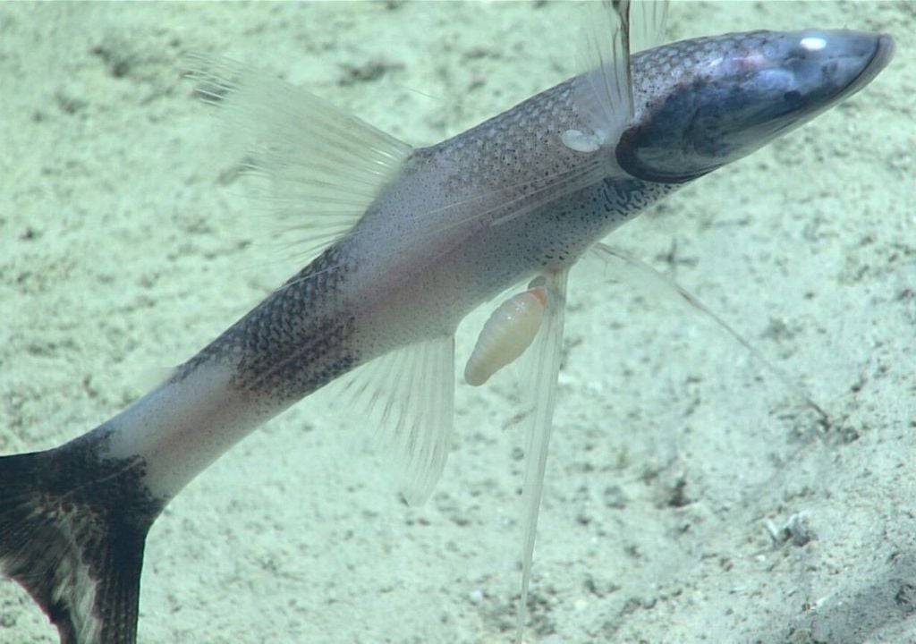 Este pez trípode ( Bathypterois viridensis ) albergaba varios parásitos anfípodos. Imagen cortesía de NOAA Ocean Exploration, Windows to the Deep 2021. Este pez trípode ( Bathypterois viridensis ) albergaba varios parásitos anfípodos. Imagen cortesía de NOAA Ocean Exploration, Windows to the Deep 2021.