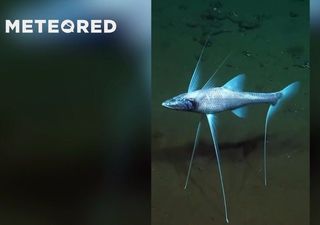 Así usa el pez trípode sus aletas de un metro para apoyarse en el fondo marino