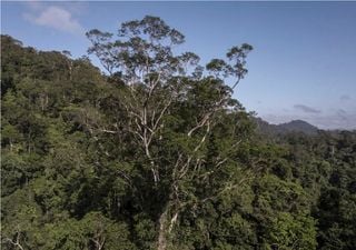 Descubren el árbol más alto de la selva amazónica, ¡mide casi 90 metros!