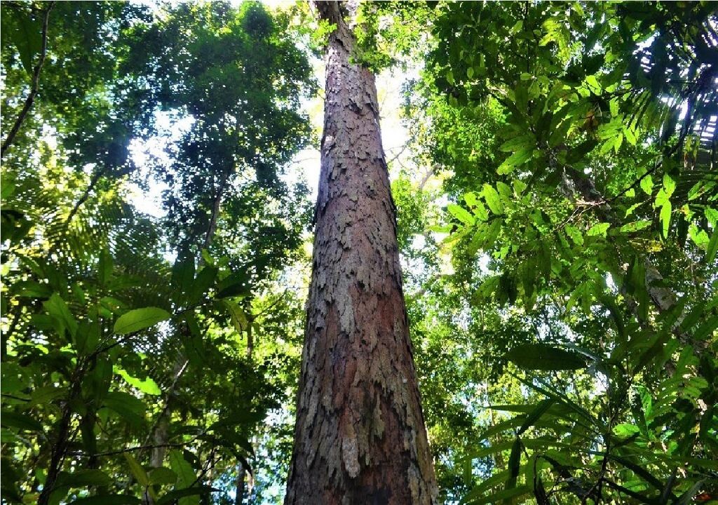 Angelim Vermelho, Dinizia Excelsa Ducke.