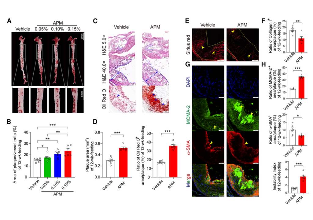 Arteriosklerose bei Mäusen