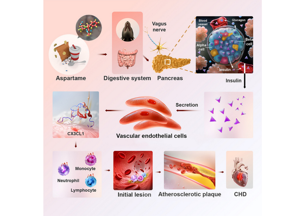 Wirkung von Aspartam auf die Gefäße