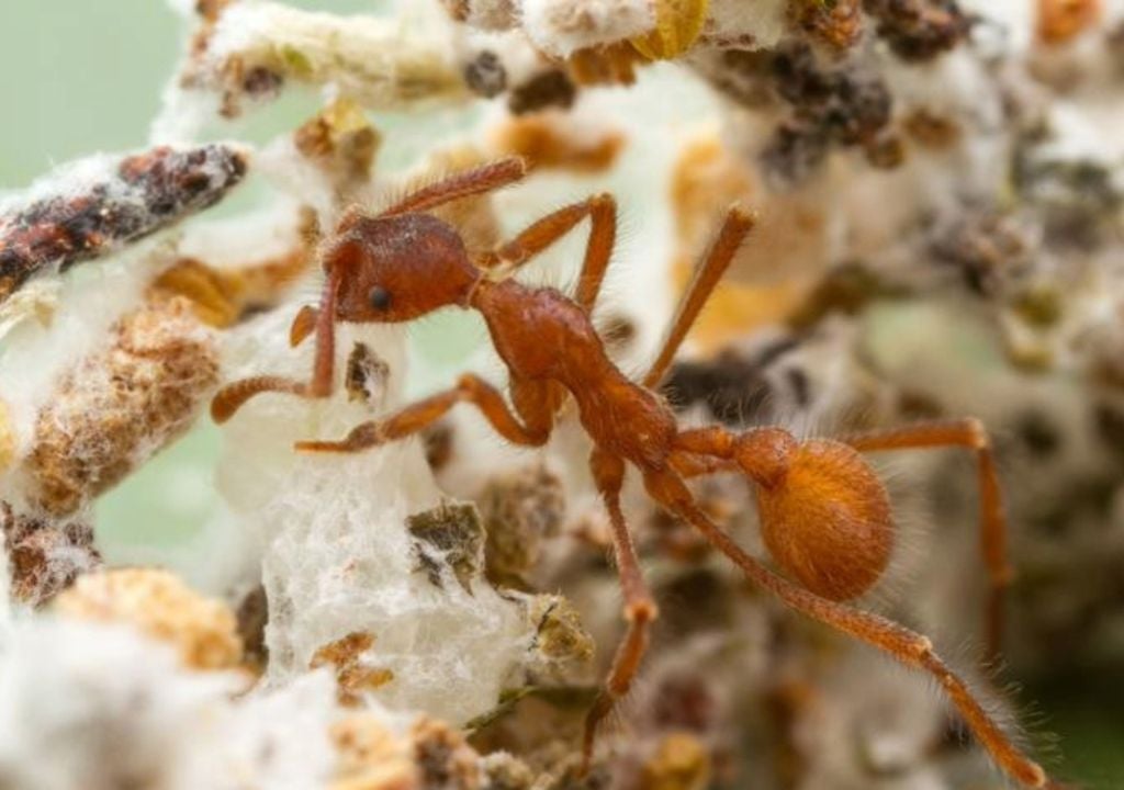 ant on fungus