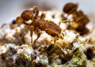 Asteroid that wiped out the dinosaurs allowed for ant agriculture to begin