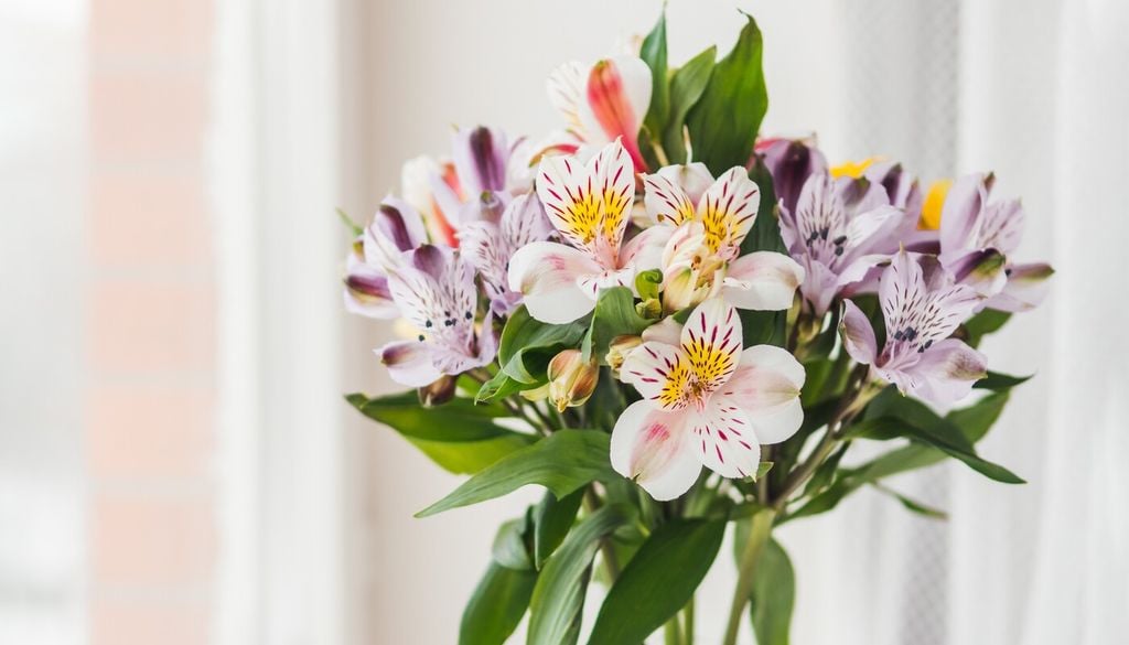 astromelias La diversidad de colores y dibujos de sus flores es una de las características que ha convertido a las astromelias en populares flores ornamentales.