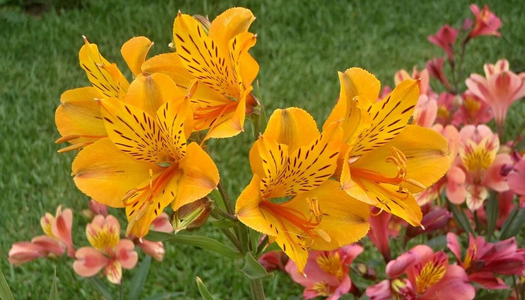 flora nativa Detrás de las astromelias que hoy cultivamos existe un género con una importante diversidad de especies nativas en Chile.