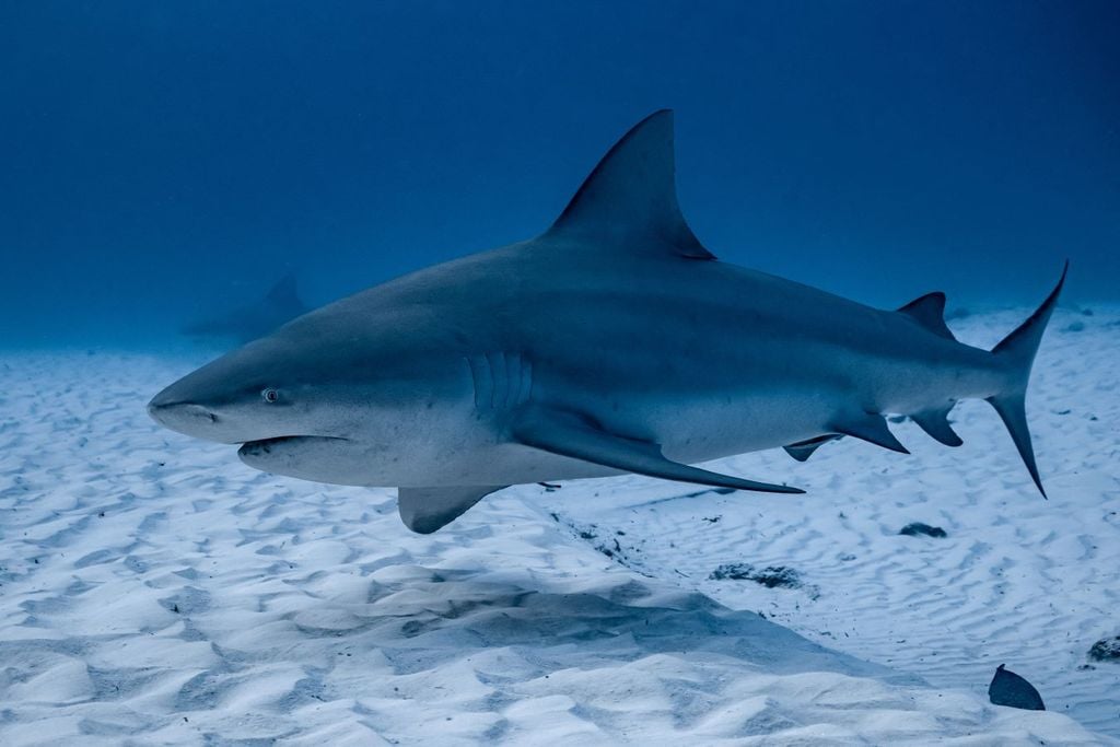 Señalan especialistas que se tratan de un tiburón toro.