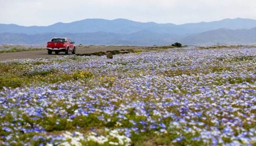 Atacama colorido: chuvas do El Ni&ntilde;o fazem o deserto chileno florescer ap&oacute;s estiagem