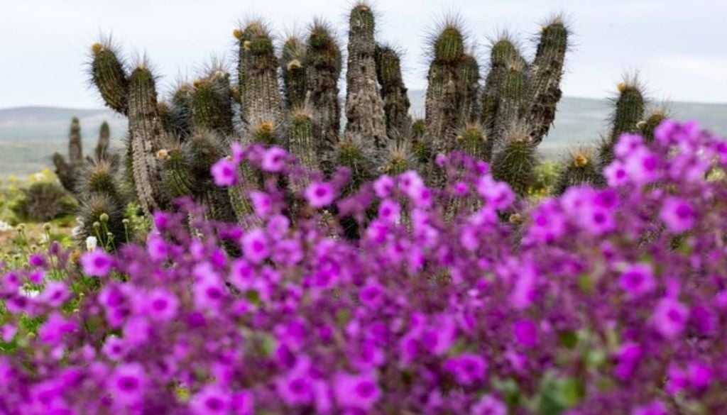 Cactos atrás de flores silvestres no deserto do Atacama. Foto: Javier Torres/AFP Cactos atrás de flores silvestres no deserto do Atacama. Foto: Javier Torres/AFP
