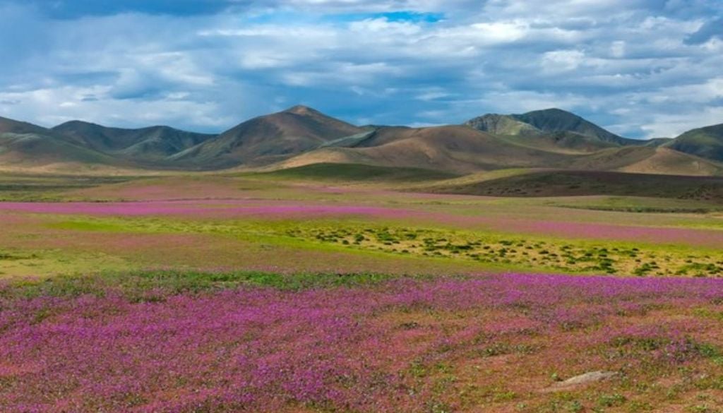 Flores silvestres cobrindo partes do deserto do Atacama. Foto: Javier Torres/AFP Flores silvestres cobrindo partes do deserto do Atacama. Foto: Javier Torres/AFP