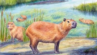 Atacama tuvo capibaras hace 8,8 millones de a&ntilde;os: un f&oacute;sil revela el pasado verde del desierto m&aacute;s seco del mundo