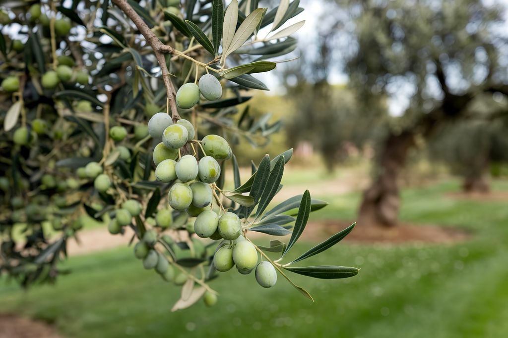 Azeite, oliva, cultivo, radiação