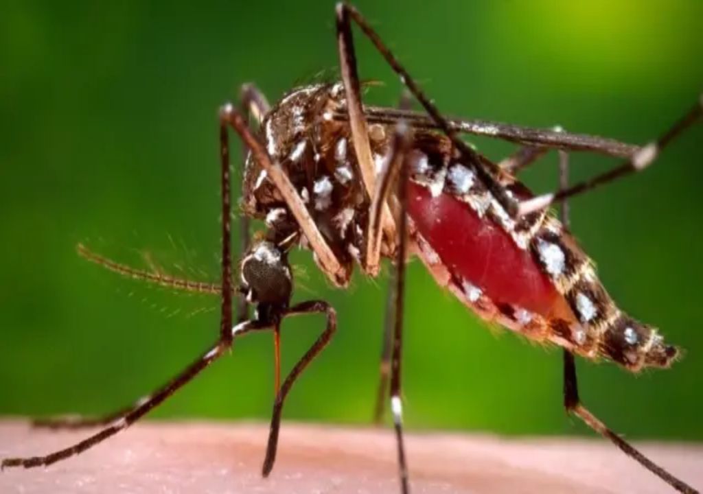 Mosquito Dengue