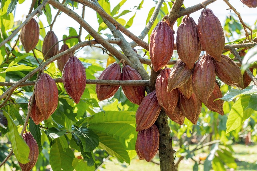 cacao cacao
