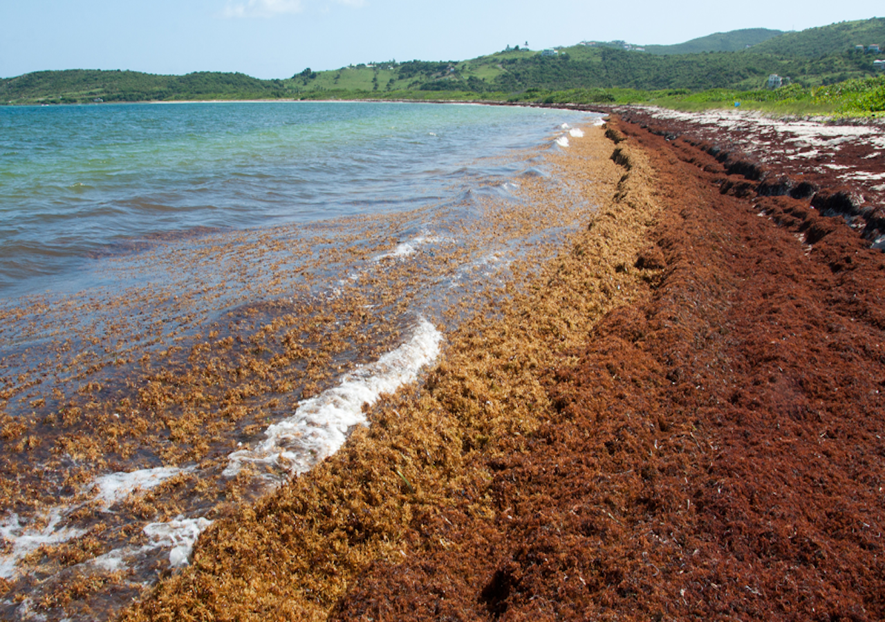 Esta cantidad exorbitante de algas en putrefacción es una incubadora y transporte de bacterias que causan enfermedades principalmente en humanos.