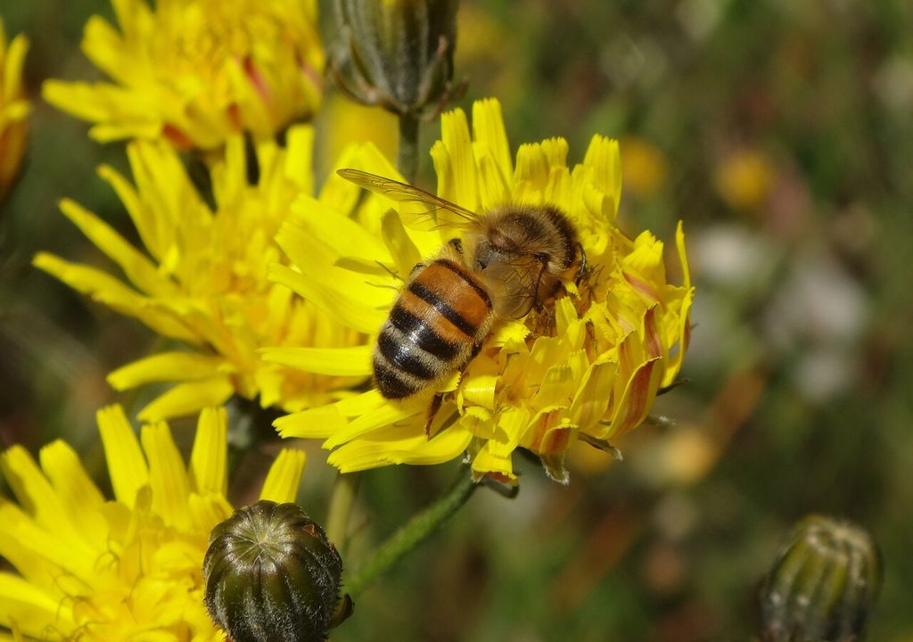 malezas malezas