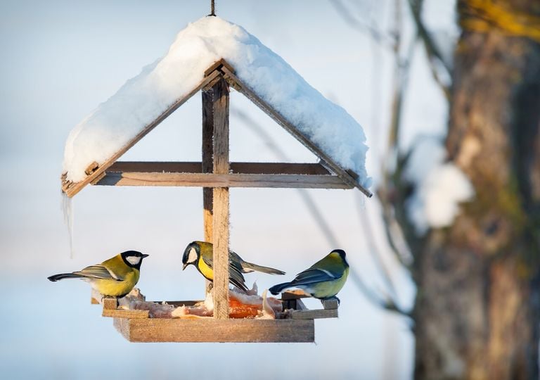 Atrae aves y otros polinizadores en invierno: flores, frutos y refugios que dan vida al jardín