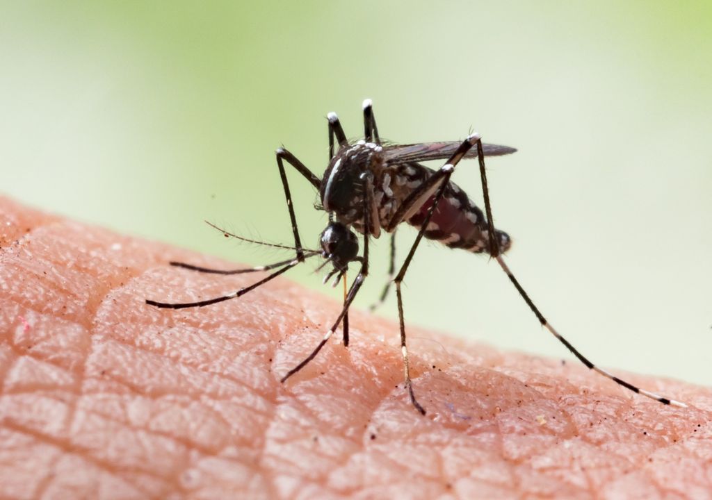 Pourquoi certaines personnes attirent-elles plus les moustiques que d'autres ?