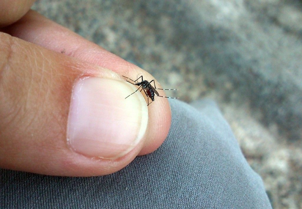 Atrapa El Tigre 2.0 Involucra A La Sociedad En La Lucha Contra El Mosquito Tigre Atrapa El Tigre 2.0 Involucra A La Sociedad En La Lucha Contra El Mosquito Tigre