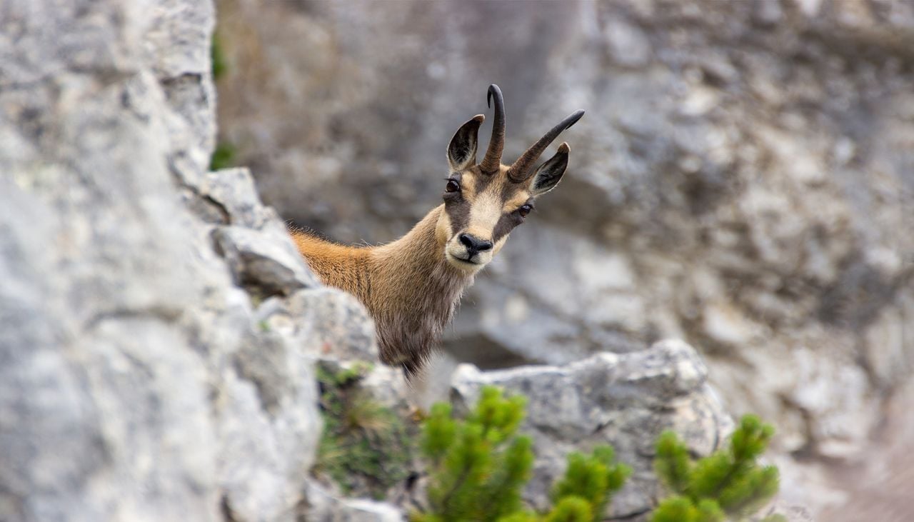 Attaque de chamois dans le Doubs : pourquoi ces animaux s’en prennent-ils aux humains ?