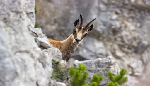 Attaque de chamois dans le Doubs : pourquoi ces animaux s&rsquo;en prennent-ils aux humains ?